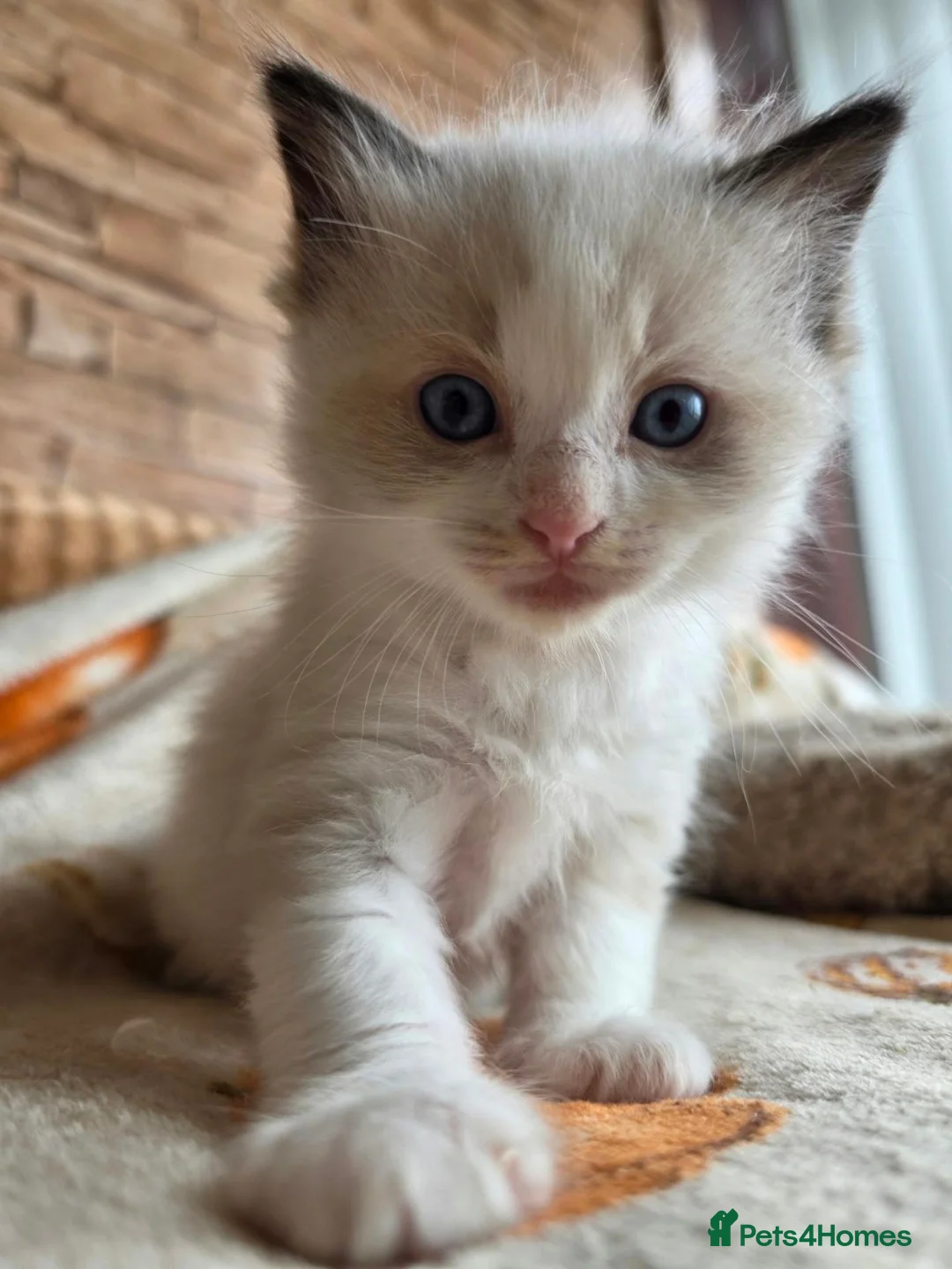 Ragdoll cats for sale: Pure Ragdoll Kittens  - Advert 34
