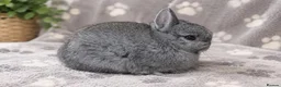 Netherland Dwarf rabbits for sale: 🐰 PUREBRED CHINCHILLA NETHERLAND DWARF BUCKS🐰 - Advert 1
