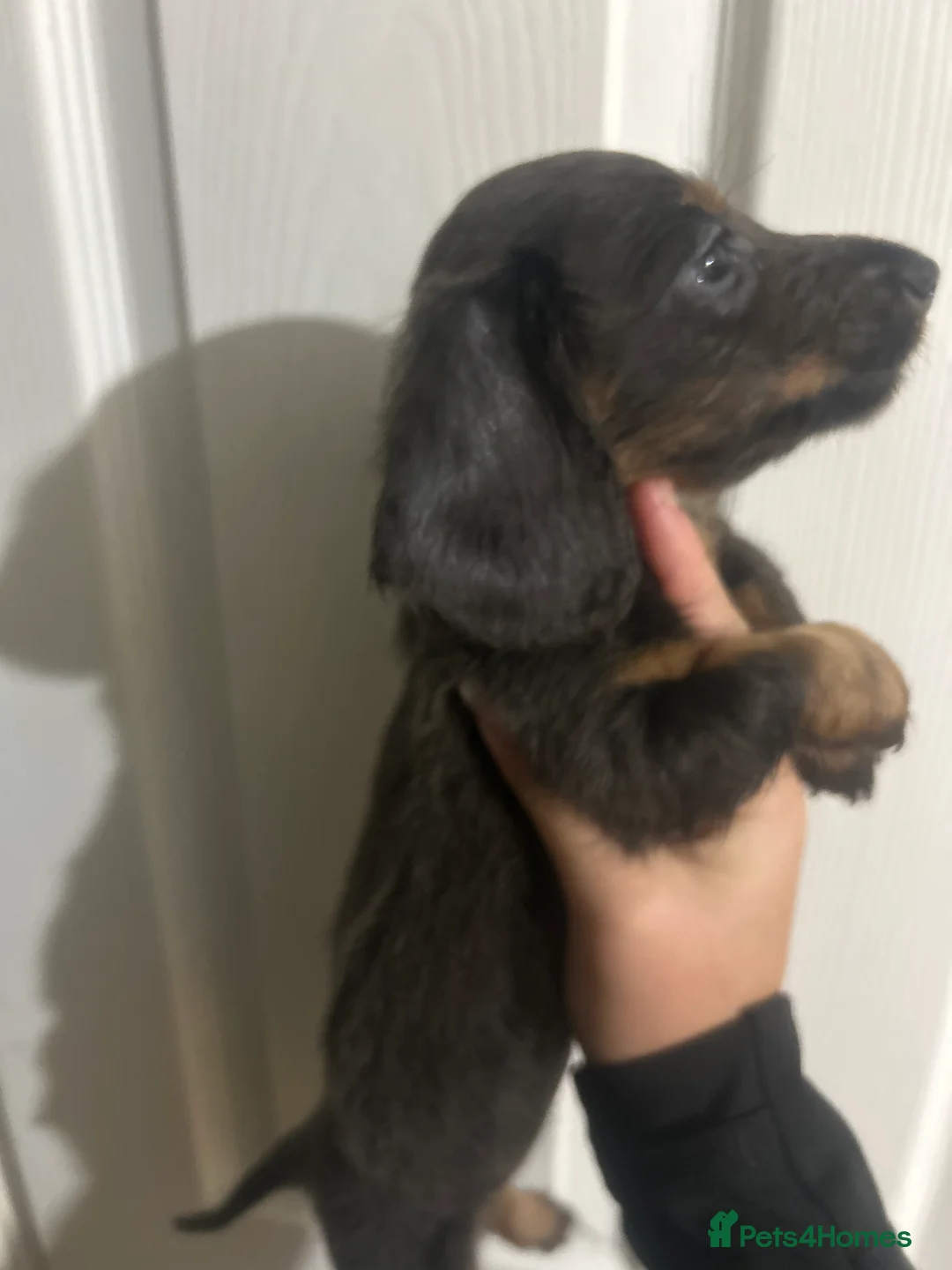 Dachshund dogs for sale: Dachshund puppies - Advert 9