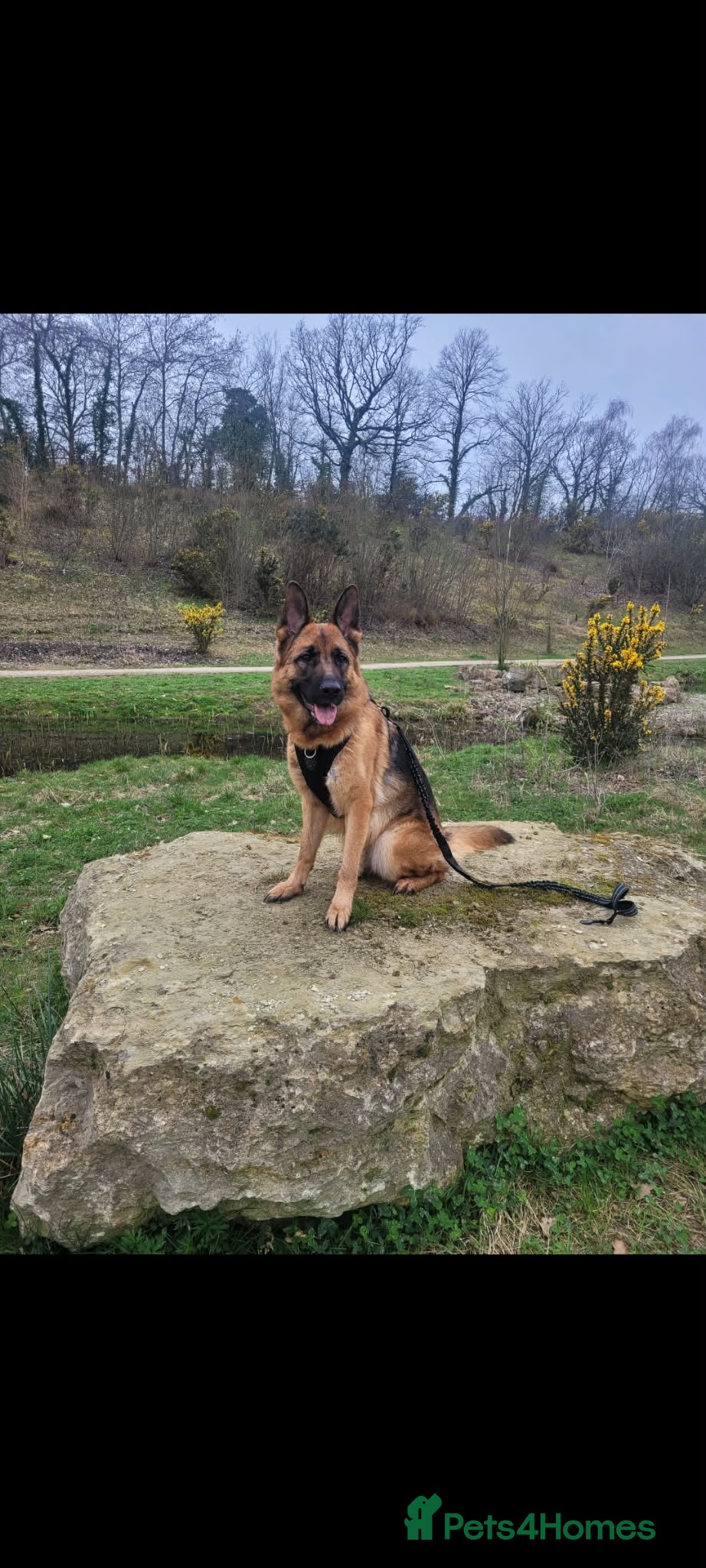 German Shepherd dogs Luna - 2 Years old  - Advert 1