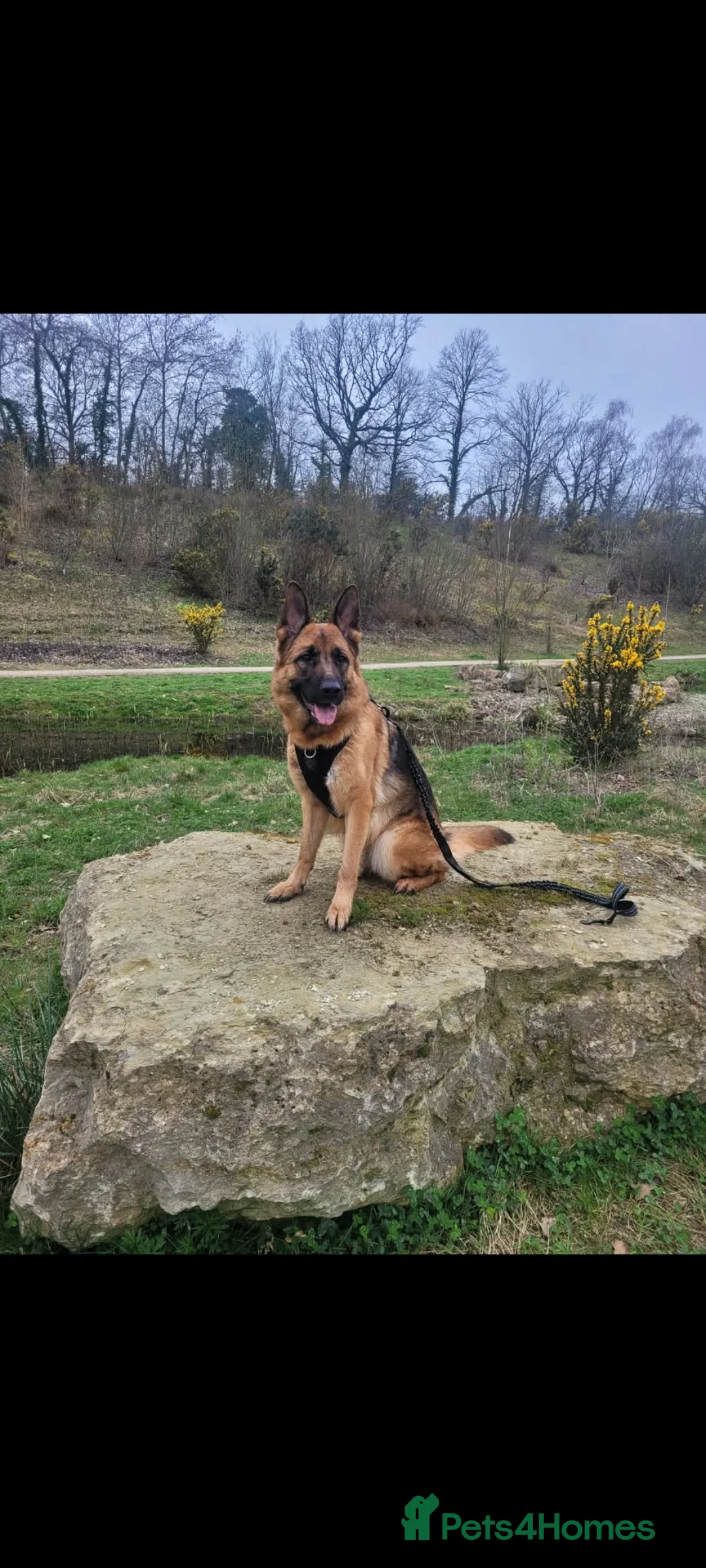 German Shepherd dogs for sale: Luna - 2 Years old  - Advert 1