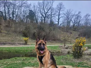German Shepherd dogs Luna - 2 Years old - Advert 1