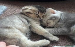 Scottish Fold cats for sale: Lovely kittens looking for new family  - Image 7