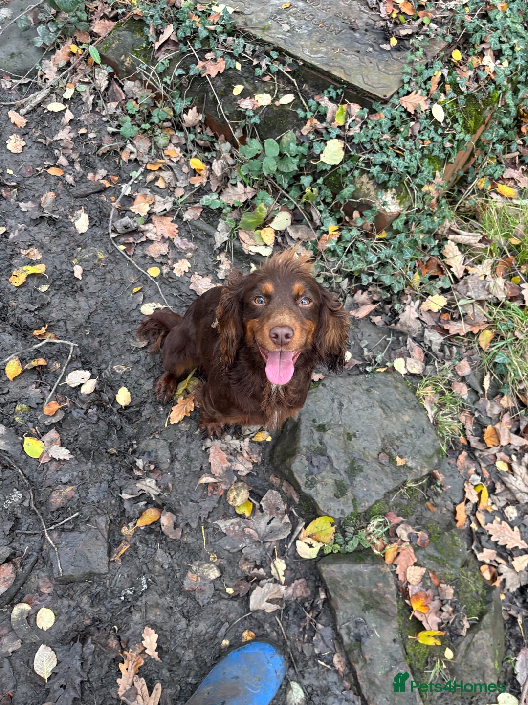 Cocker Spaniel dogs for sale: COCKER SPANIEL GIRL  - Advert 3