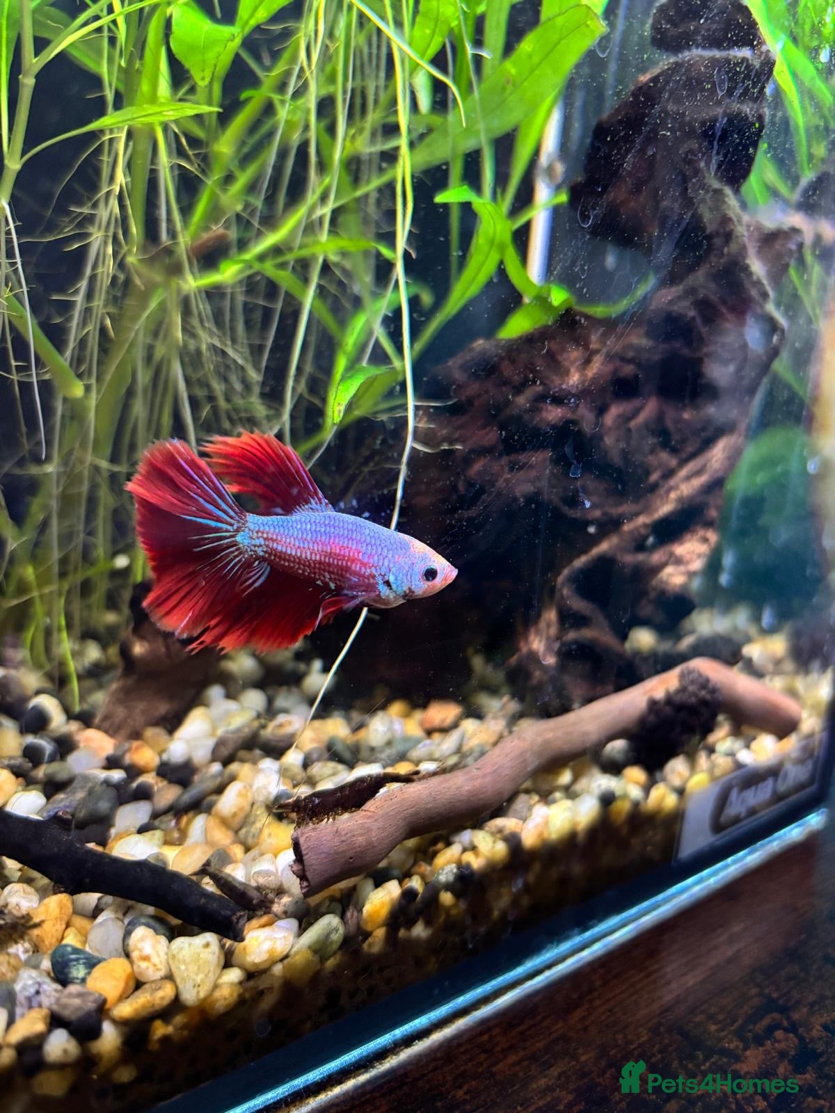 Bettas fish Male Betta Fish - Advert 2