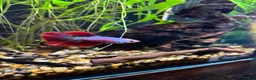 Bettas fish for sale: Male Betta Fish - Advert 1