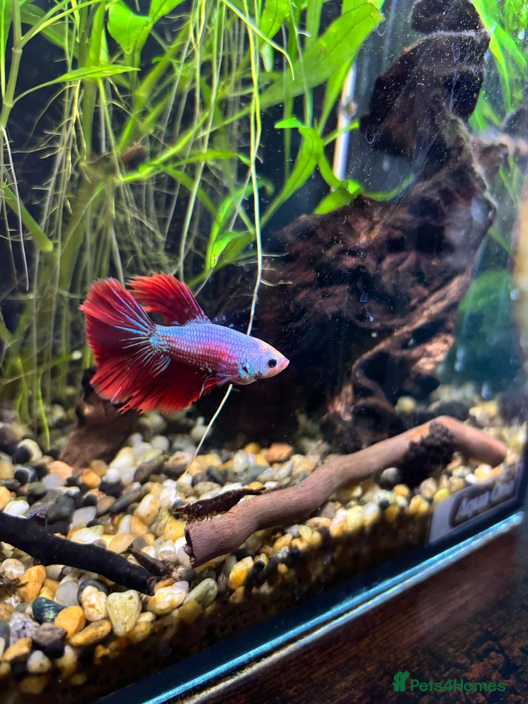Bettas fish for sale: Male Betta Fish - Advert 1