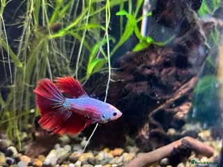 Bettas fish Male Betta Fish - Advert 9