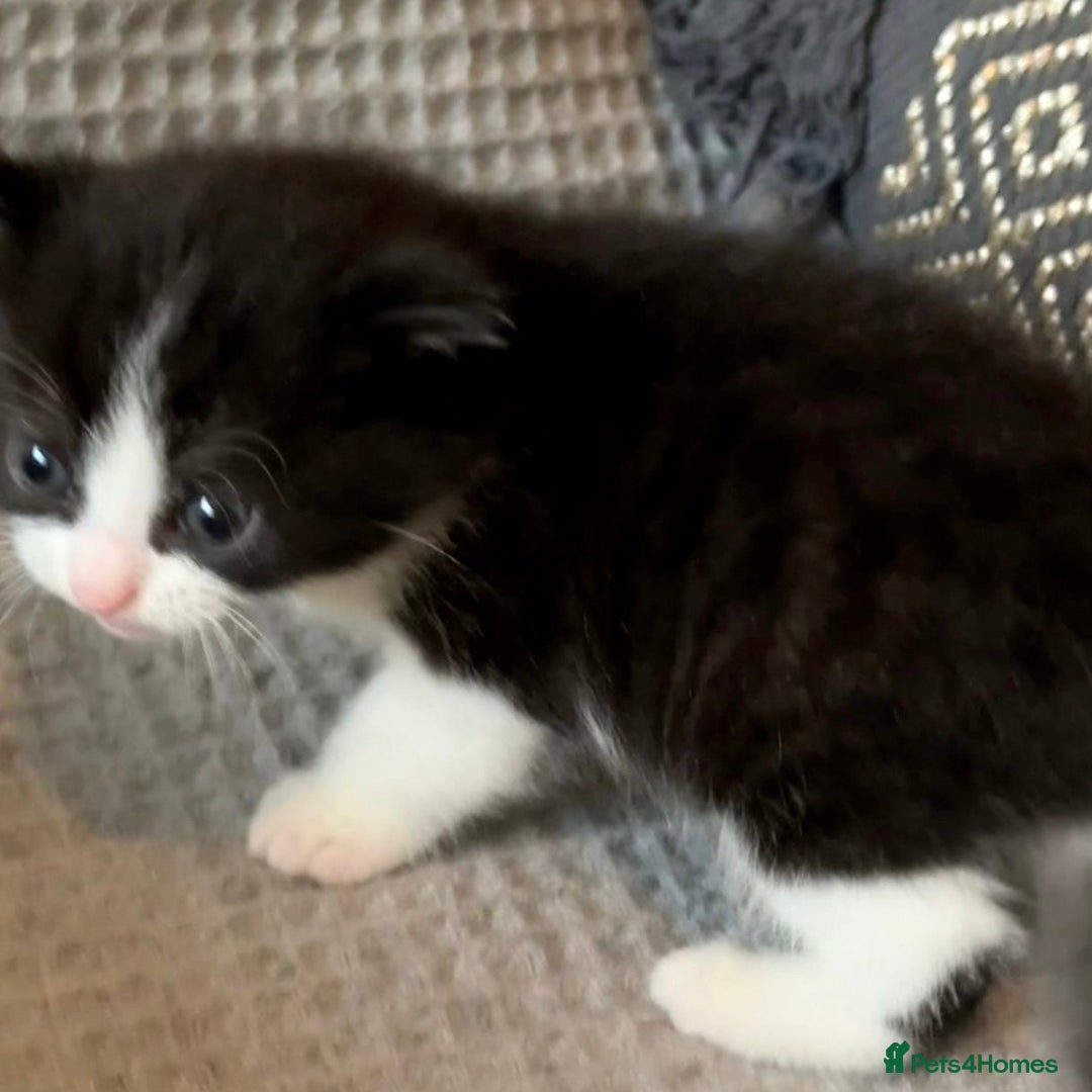 Mixed Breed cats for sale: 4 Lovely Kittens Almost Ready For Adoption - Advert 4