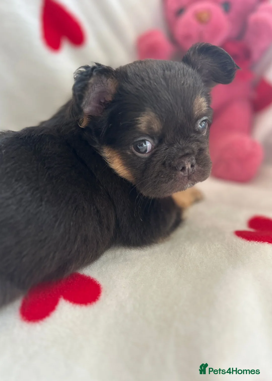 French Bulldog dogs for sale: Gorgeous Fluffy French Bulldog Puppies  in Harleston - Advert 15
