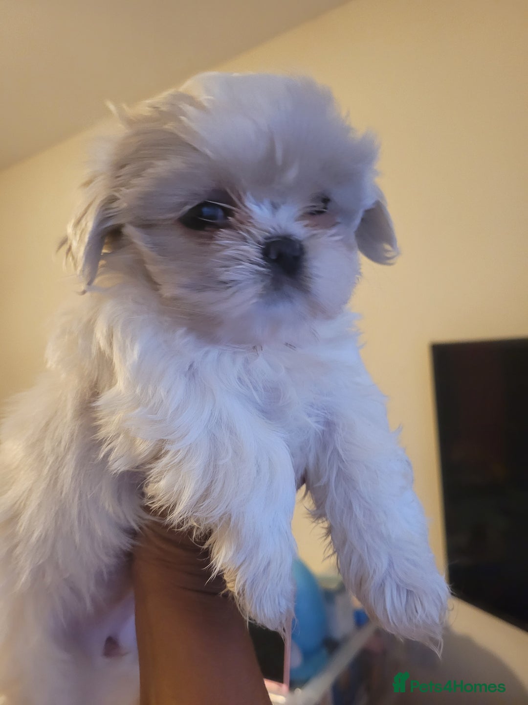 Shih Tzu dogs for sale: Ready now 🥰 Last Imperial ShihTzu Lavender Girl.  - Image 16
