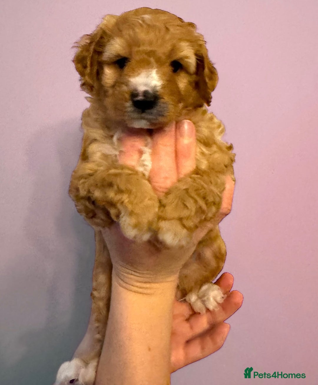 Cavapoo dogs for sale: Australian Cavapoo ! Full panel DNA Tested  - Advert 2