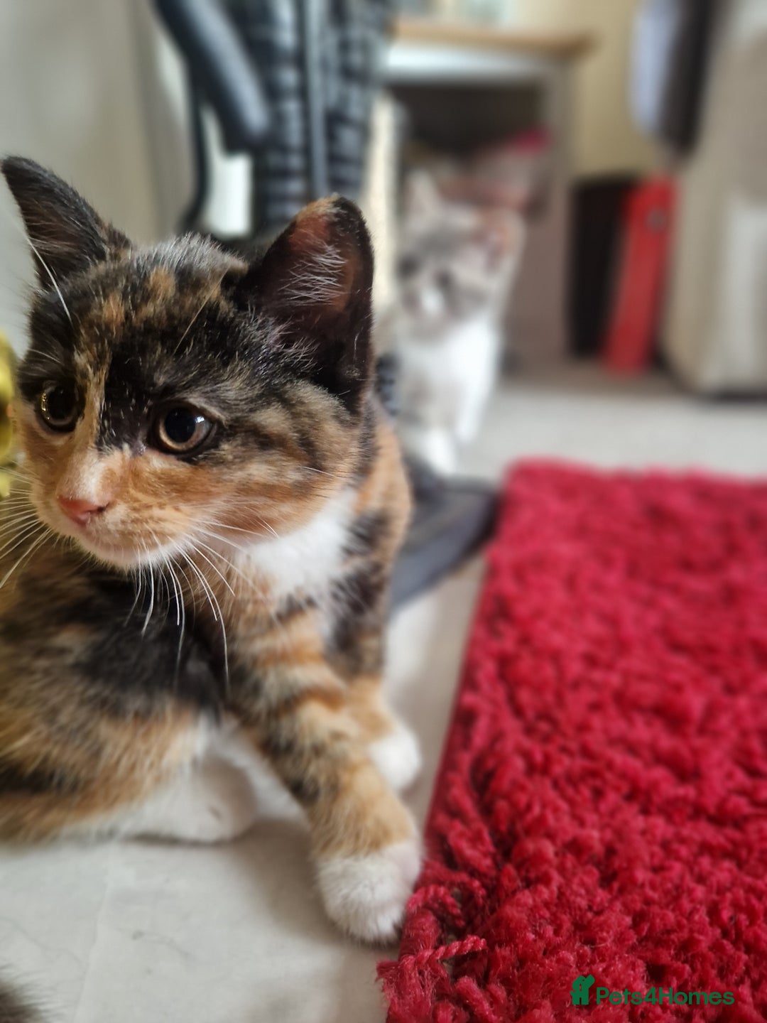 Mixed Breed cats for sale: British shorthair Cross kittens  - Image 9