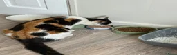 Mixed Breed cats for sale: Beautiful kittrns in Portsmouth - Advert 2