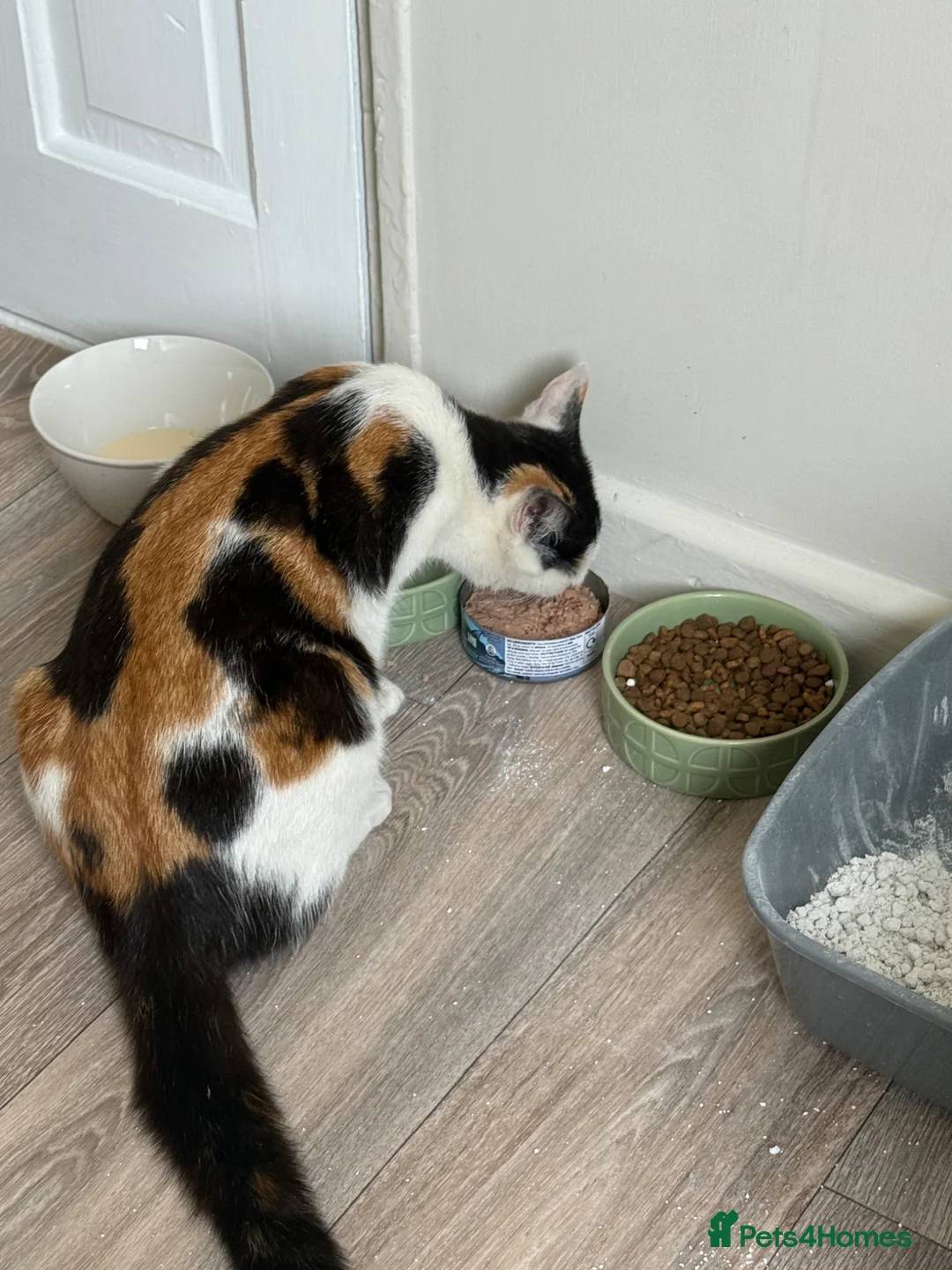 Mixed Breed cats for sale: Beautiful kittrns in Portsmouth - Advert 2
