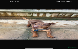 Jack Russell dogs for sale: 3 year old bramble  - Image 1