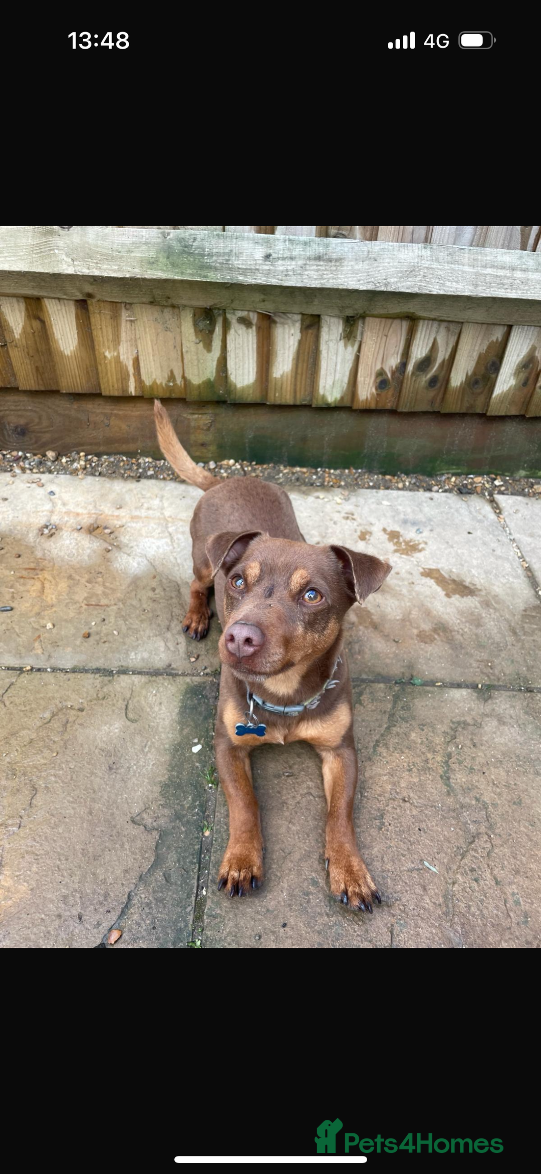 Jack Russell dogs for sale: 3 year old bramble  - Image 1