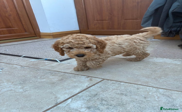 Miniature Poodle dogs - Advert 3