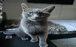 Russian Blue cats for sale: Russian blue and Turkish angora cross - Image 11