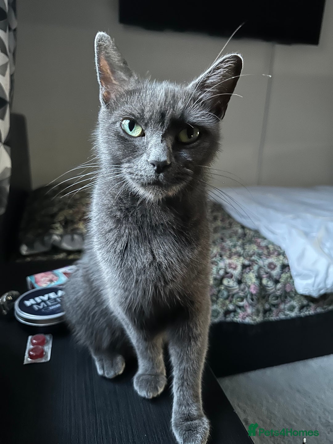 Russian Blue cats for sale: Russian blue and Turkish angora cross - Image 11