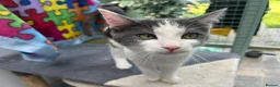 Mixed Breed cats for sale: Lovely 6mth kitten - Advert 1