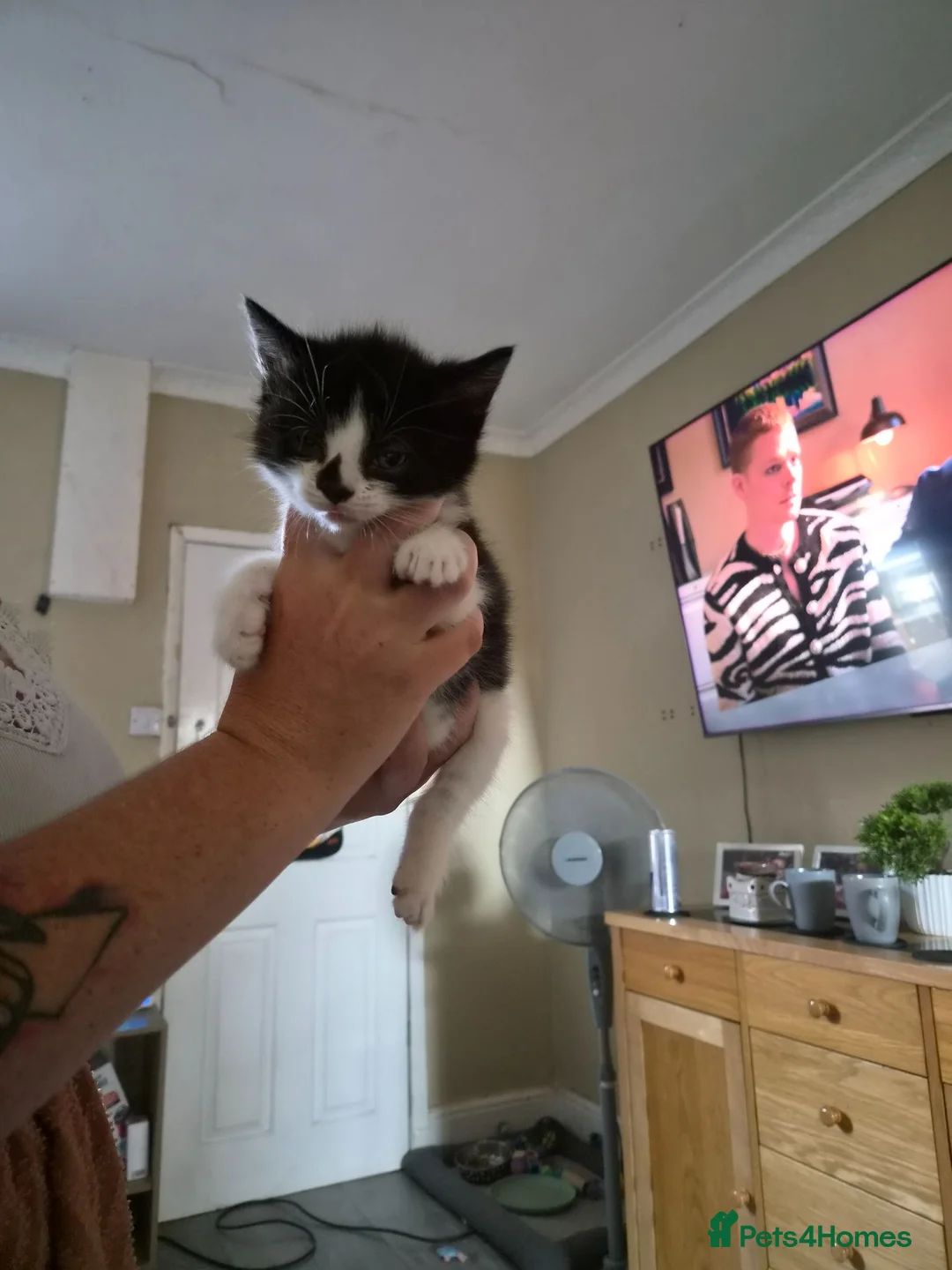 Mixed Breed cats for sale: Male black & white kitten - Advert 1