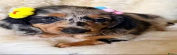 Miniature Dachshund dogs for sale: TOP QUALITY MINI LONG HAIR DACHSHUNDS READY! - Advert 1
