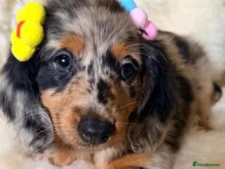 Miniature Dachshund dogs TOP QUALITY MINI LONG HAIR DACHSHUNDS READY! - Advert 1