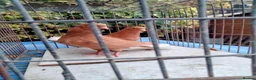 Pigeons birds for sale: Pigeones for sale in hackney London  - Advert 11