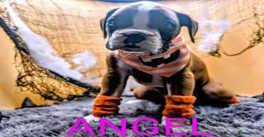 Boxer dogs - Advert 10