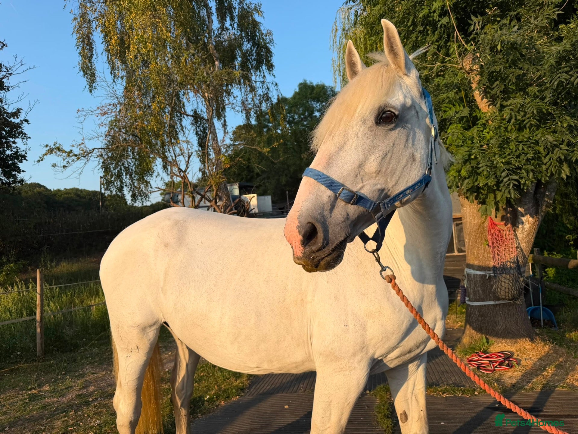 Irish Draught horses Class 1 weight carrier Irish draught  - Advert 5