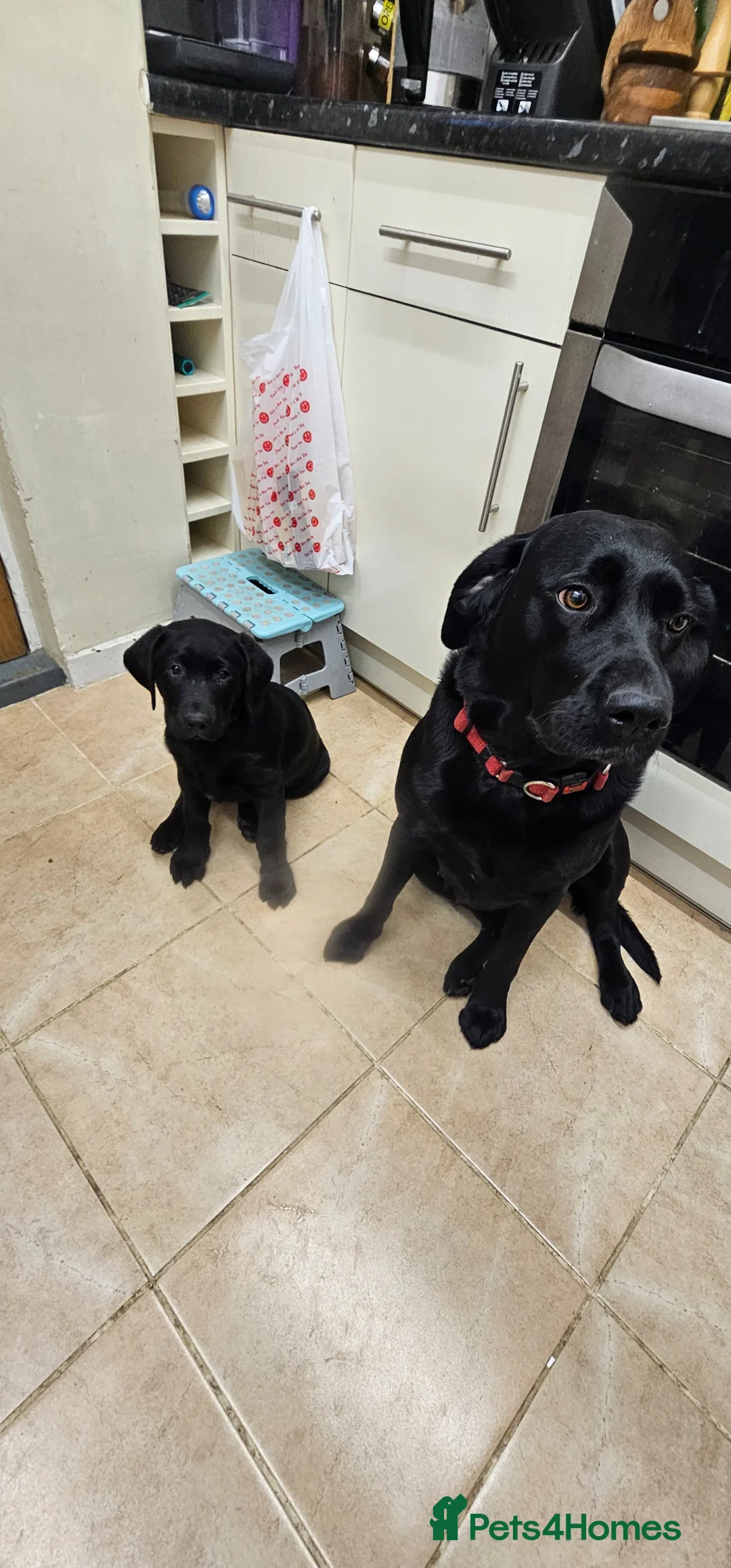 Labrador Retriever dogs for sale: 🐶 Last but Not Least – One Gorgeous Puppy Left 🐶 - Advert 2