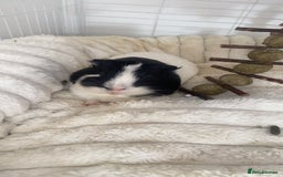 Guinea Pig rodents for sale: Brother Guinea pigs  - Image 3