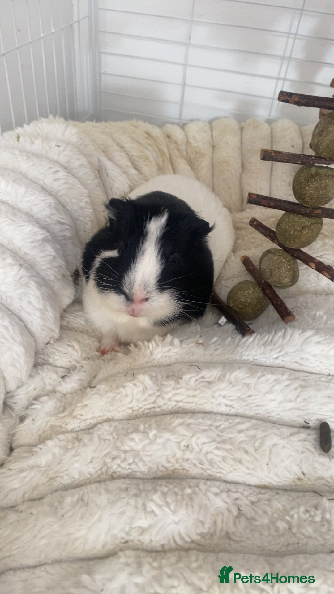 Guinea Pig rodents for sale: Brother Guinea pigs  - Image 3