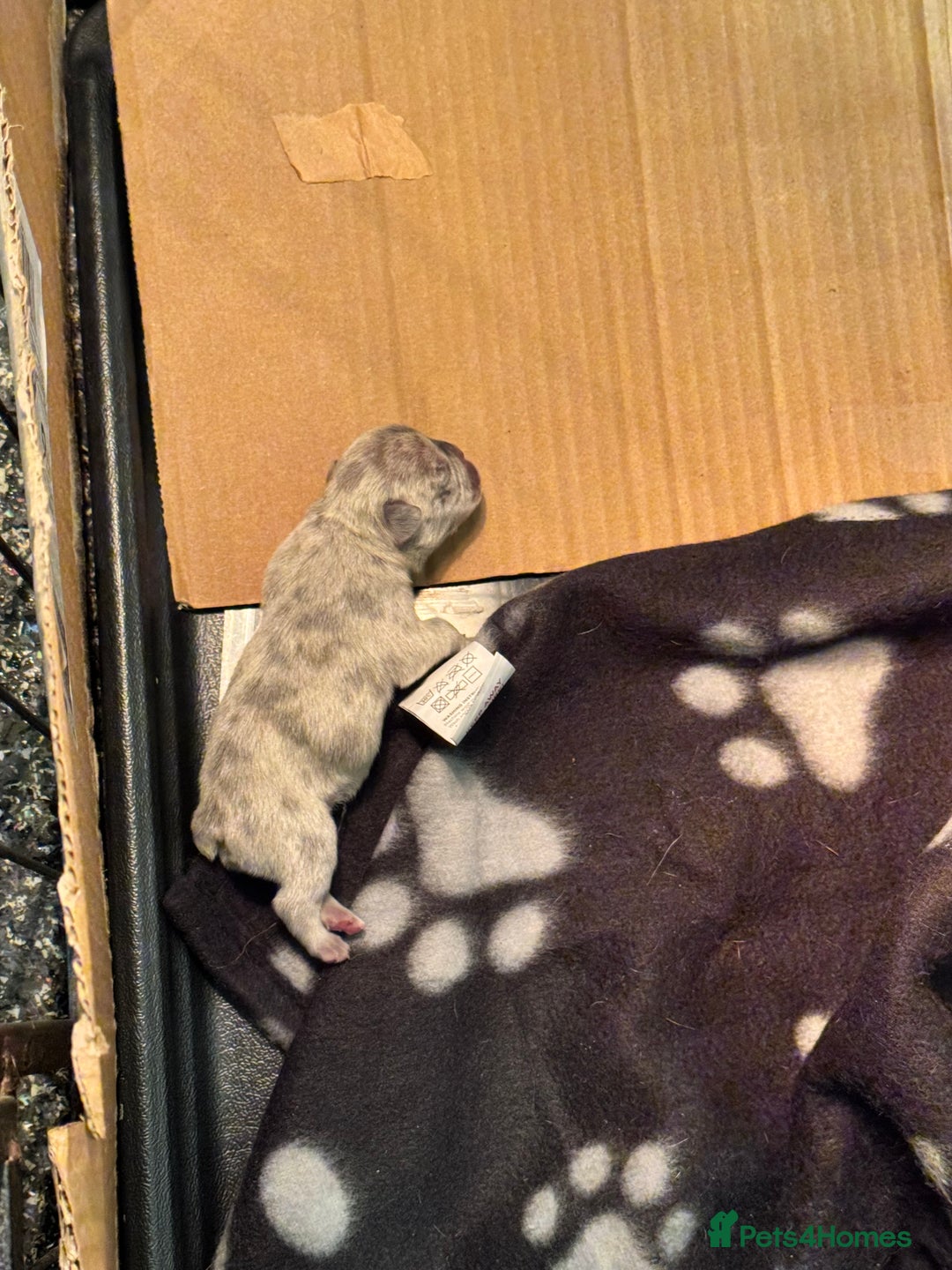 French Bulldog dogs for sale: Two gorgeous French bulldog males  - Advert 4