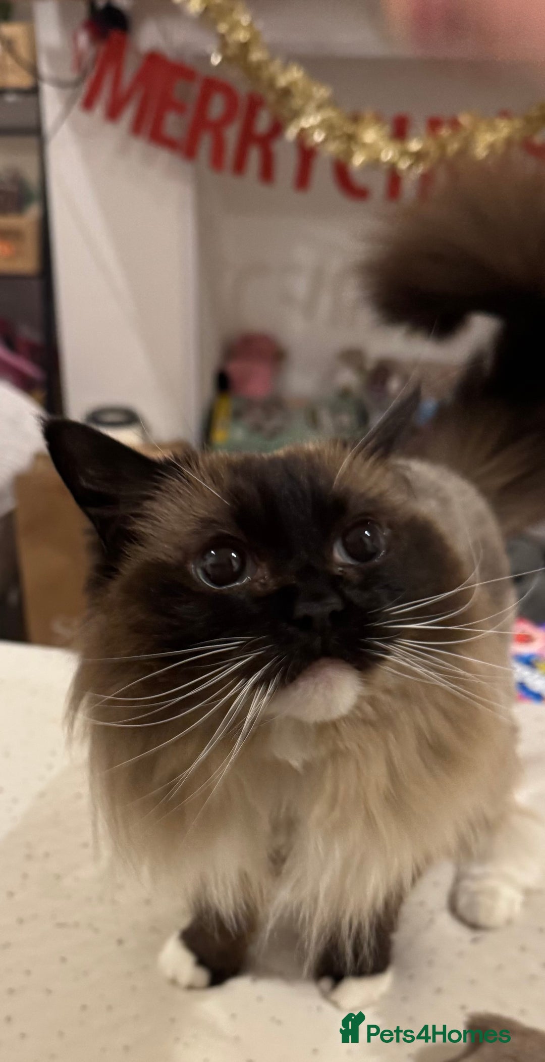 Ragdoll cats for sale: Beautiful Ragdoll female  - Advert 1