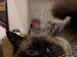 Ragdoll cats Beautiful Ragdoll female - Advert 1