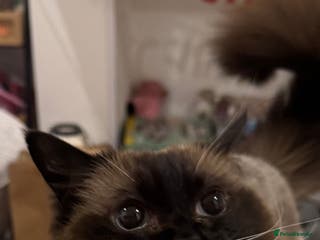 Ragdoll cats Beautiful Ragdoll female - Advert 17