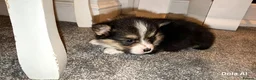 Welsh Corgi Pembroke dogs for sale: Kc pembroke corgi puppies - Advert 17