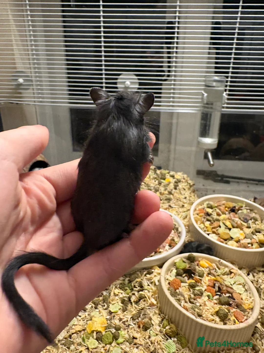 Gerbil rodents for sale: GERBILS FOR SALE - Advert 2