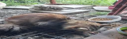 Mixed Breed cats for sale: 2 Beautiful British long hair cross kittens  - Advert 1
