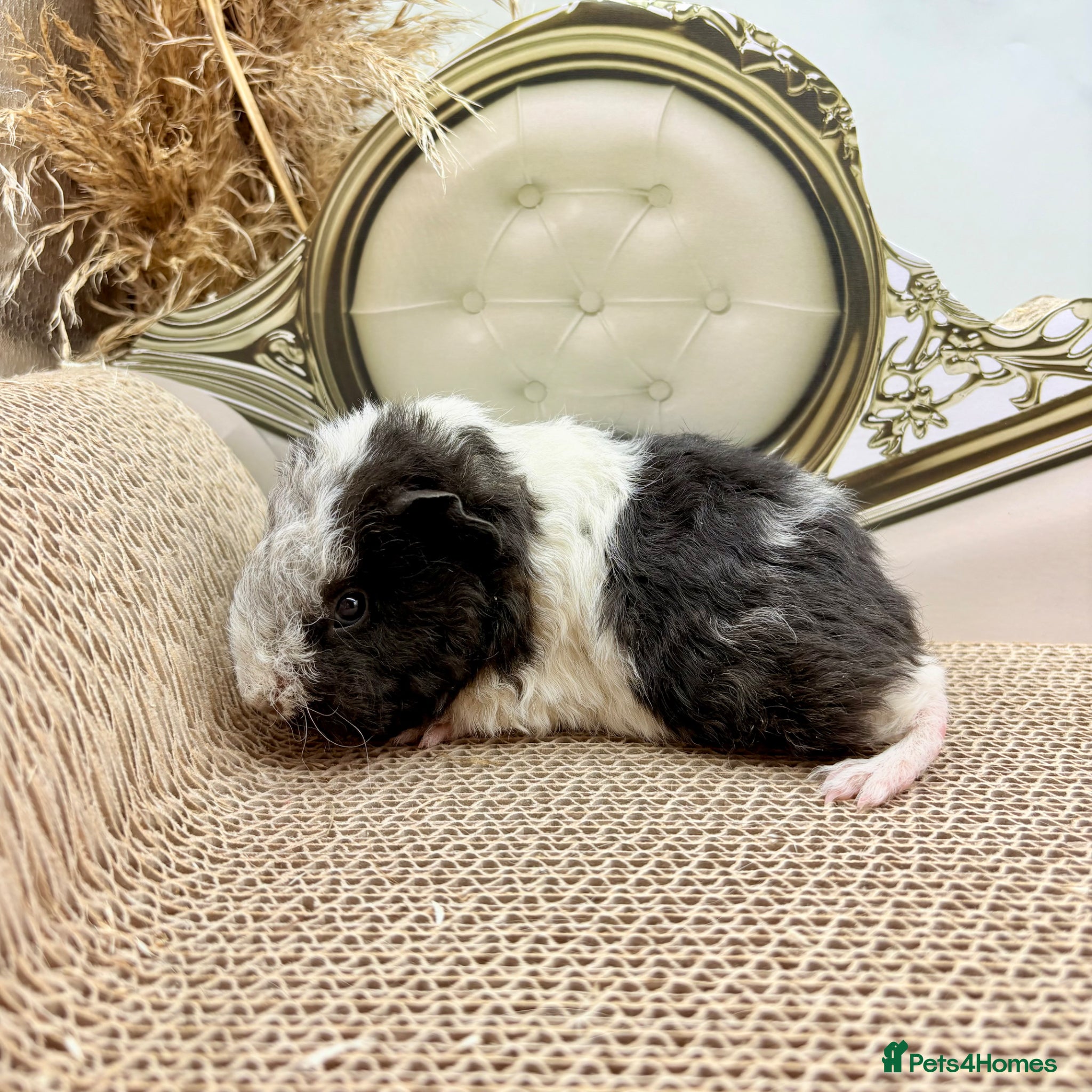 Guinea Pig rodents Gorgeous Female Guinea pigs for sale  - Advert 1