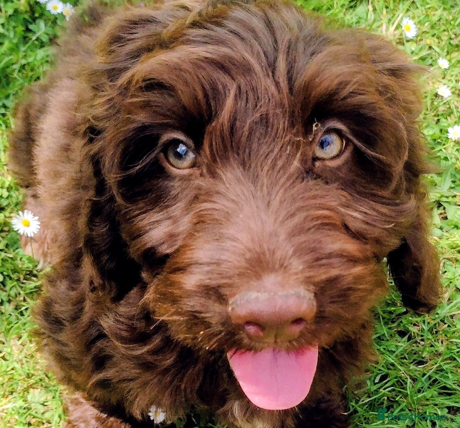 Cockapoo dogs DNA HEALTH PROFILED COCKERPOOS - Advert 1