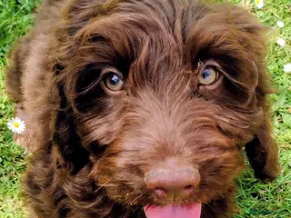 Cockapoo dogs DNA HEALTH PROFILED COCKERPOOS - Advert 1