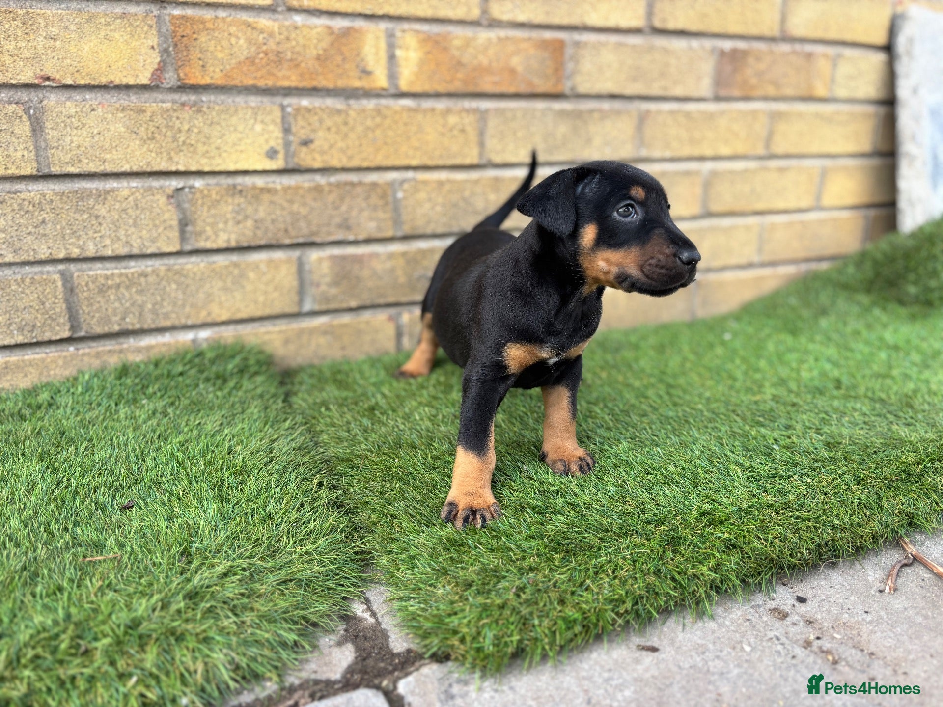 Mixed Breed dogs English Bull Terrier X Doberman - Advert 3