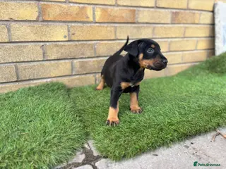 Mixed Breed dogs English Bull Terrier X Doberman - Advert 1