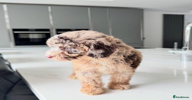 Cockapoo dogs - Advert 5