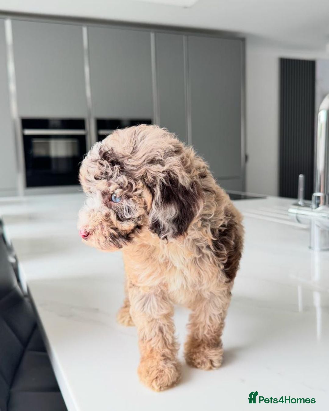 Cockapoo dogs for sale: Stunning Cockapoo Litter  - Image 2