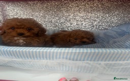 Cavapoo dogs for sale: F1 b cavapoo puppies 🐶  - Image 10