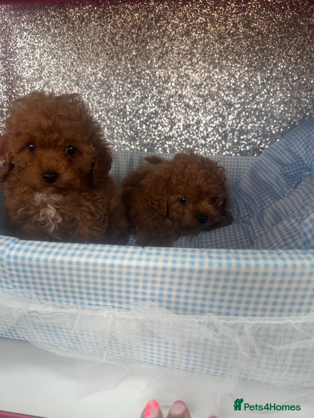 Cavapoo dogs for sale: F1 b cavapoo puppies 🐶  - Image 10